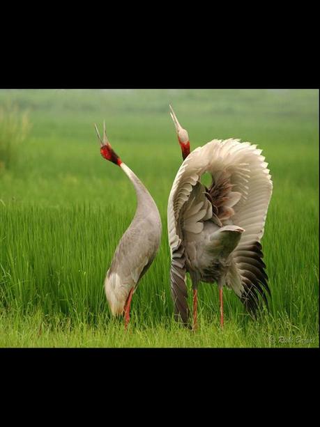 Divers - Quelques  jolies petites familles - 1