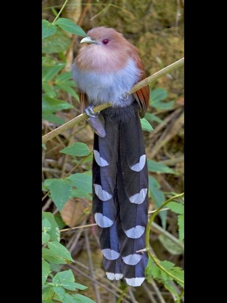 Divers - Quelques  jolies petites familles - 1