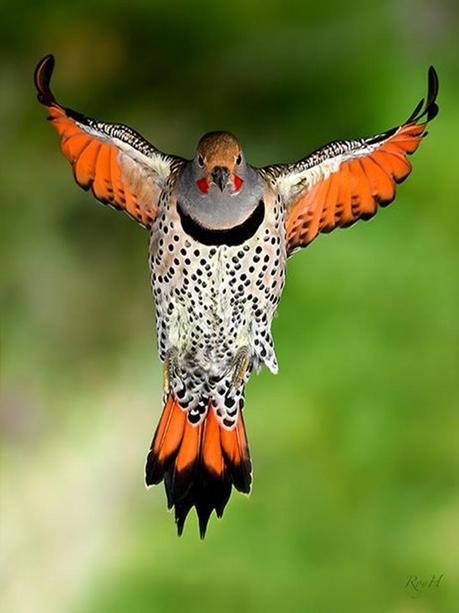 Divers - Quelques  jolies petites familles - 1