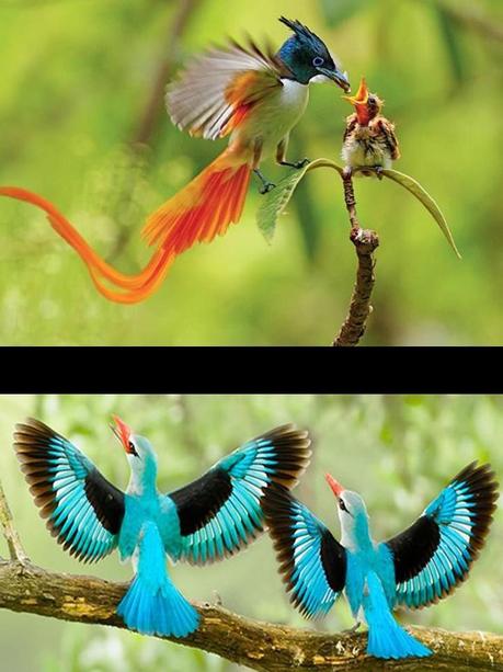 Divers - Quelques  jolies petites familles - 1