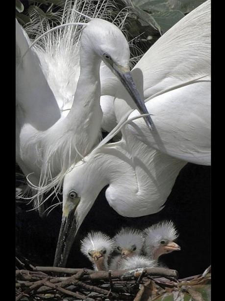 Divers - Quelques  jolies petites familles - 1