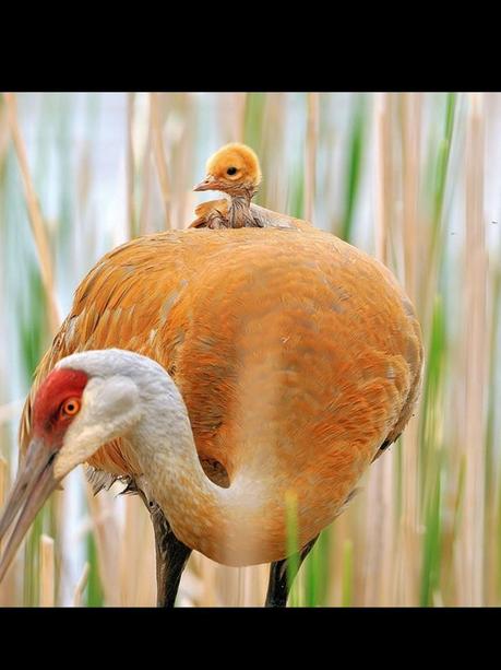 Divers - Quelques  jolies petites familles - 1