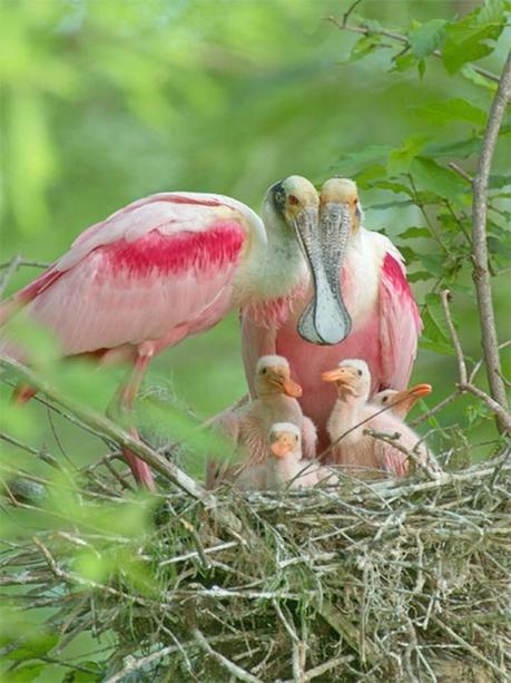 Divers - Quelques  jolies petites familles - 1