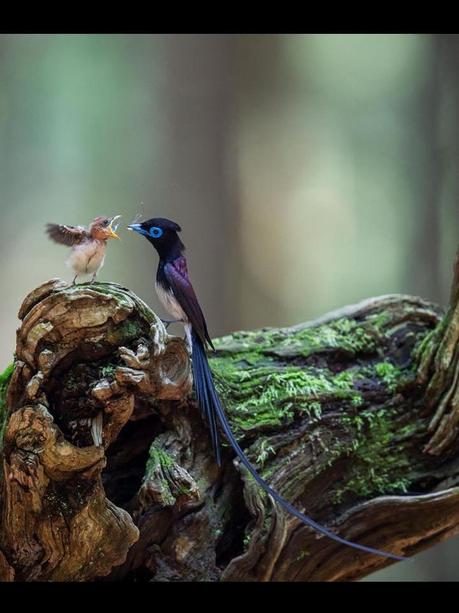 Divers - Quelques  jolies petites familles - 1