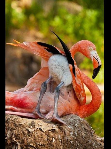 Divers - Quelques  jolies petites familles - 1