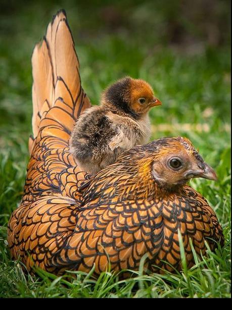 Divers - Quelques  jolies petites familles - 1