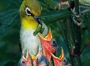 Divers Quelques jolies petites familles