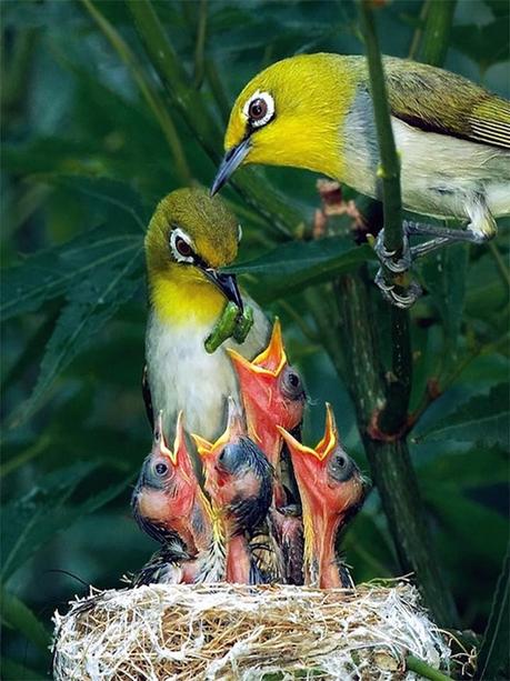 Divers - Quelques  jolies petites familles - 1