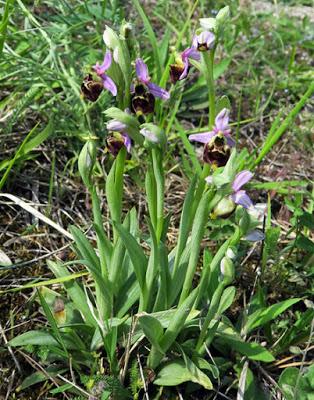Ophrys bourdon (Ophrys fuciflora)