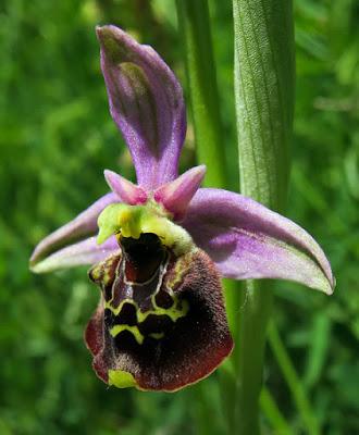 Ophrys bourdon (Ophrys fuciflora)