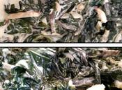 Feuilles blettes sauce parmesan