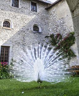 Stage - L'art du désir