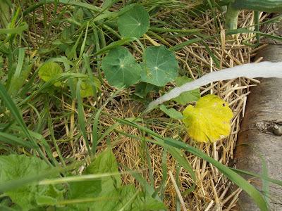 Test du dévidoir sur roues et du pistolet spray gun Fiskars