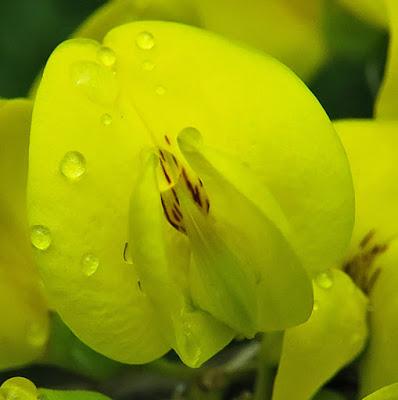 Cytise aubour (Laburnum anagyroides)