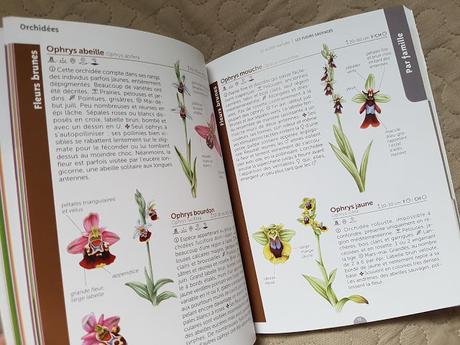 Les fleurs sauvages - Le guide nature - Salamandre 2019