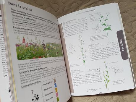 Les fleurs sauvages - Le guide nature - Salamandre 2019