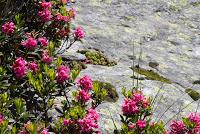 Cueillette de fleurs