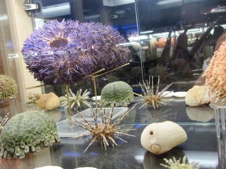 La France - St Gilles Croix de vie - Le musée