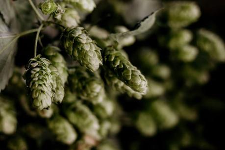 Grande brasserie, 221 N Wood St, Chicago, IL (2019)
 – Fabrication de bière
