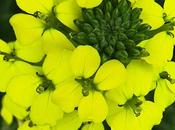 Vélar odorant (Erysimum odoratum)