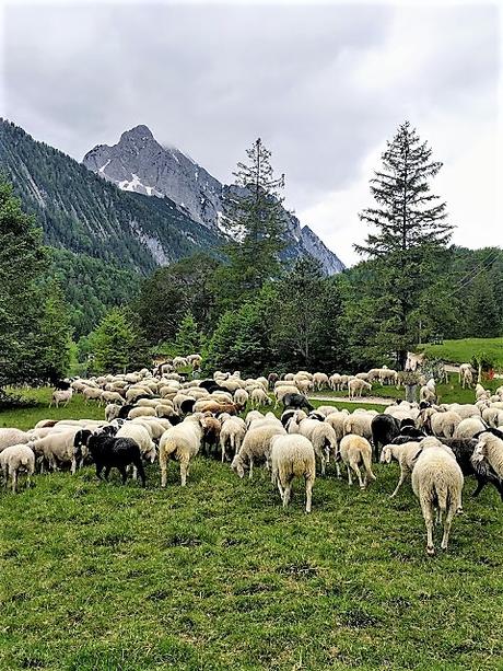 Idylle in Mittenwald - Idylle bucolique à Mittenwald