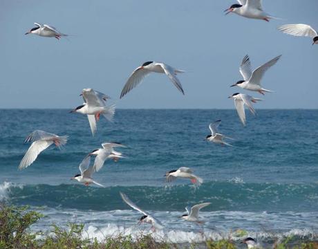 Nouvel opus de Sabine Dewulf
