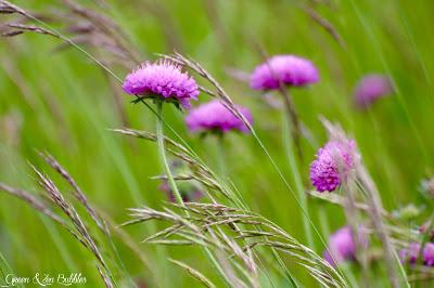 Dans les hautes herbes Dans les hautes herbes