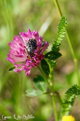 Dans les hautes herbes Dans les hautes herbes