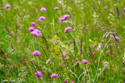 Dans les hautes herbes Dans les hautes herbes