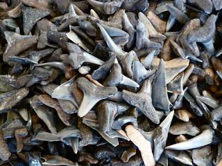 Où sont passées toutes les dents de requin?
– Artisan Brasseur Où sont passées toutes les dents de requin?
– Artisan Brasseur