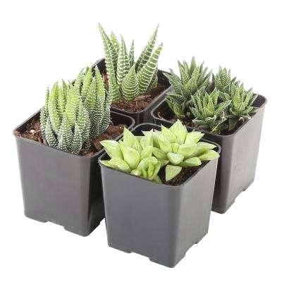 home depot cactus small succulents assorted in in grower pot 4 pack home depot cactus rd phoenix
