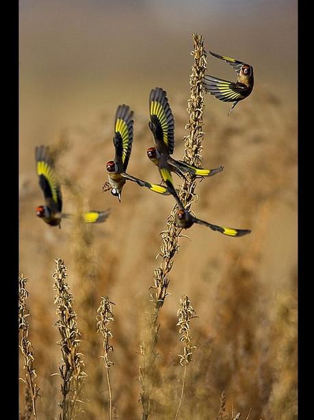 Divers - Quelques  jolies petites familles - 2