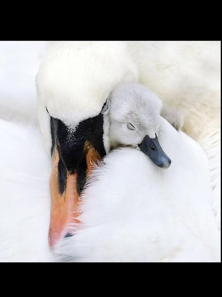 Divers - Quelques  jolies petites familles - 2