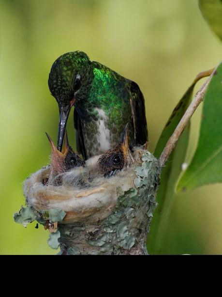 Divers - Quelques  jolies petites familles - 2