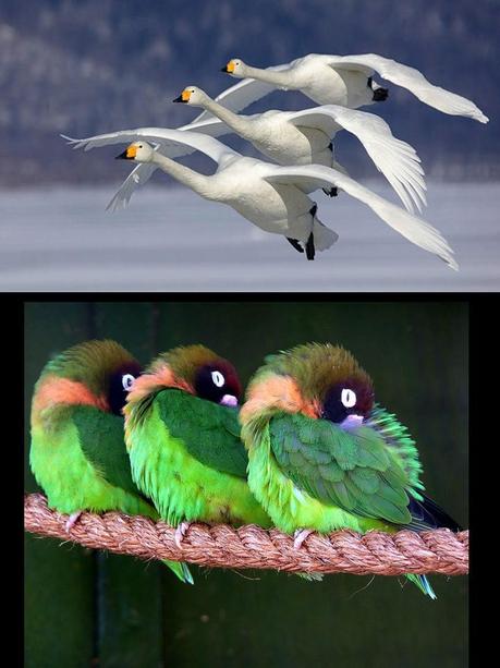 Divers - Quelques  jolies petites familles - 2