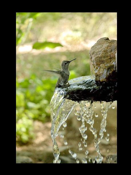 Divers - Quelques  jolies petites familles - 2