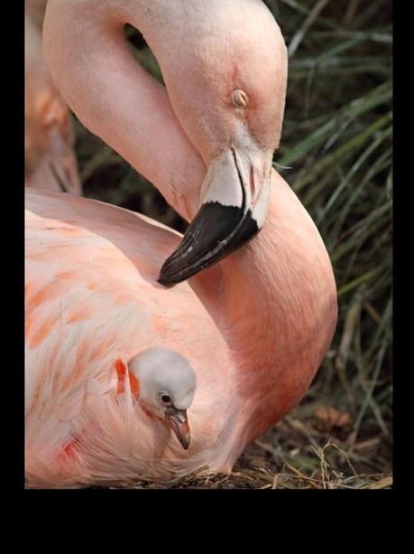 Divers - Quelques  jolies petites familles - 2