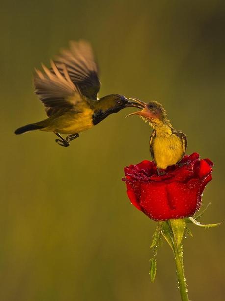 Divers - Quelques  jolies petites familles - 2