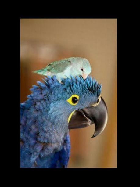 Divers - Quelques  jolies petites familles - 2