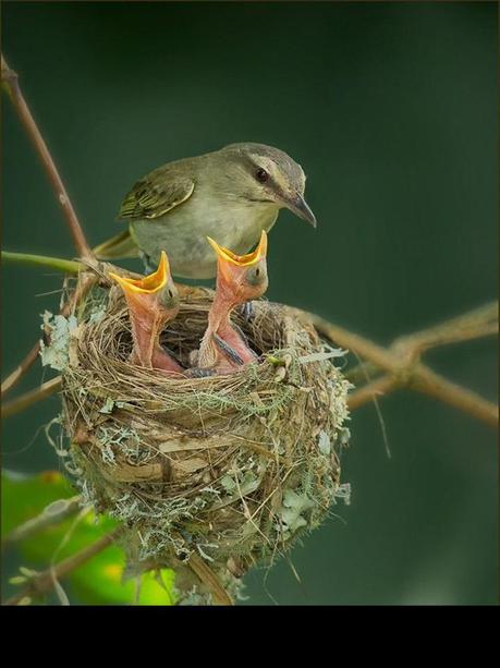 Divers - Quelques  jolies petites familles - 2