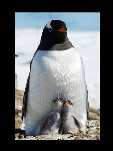 Divers - Quelques  jolies petites familles - 2