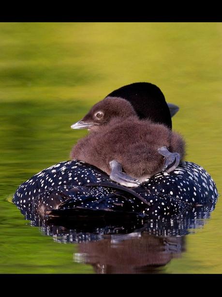 Divers - Quelques  jolies petites familles - 2