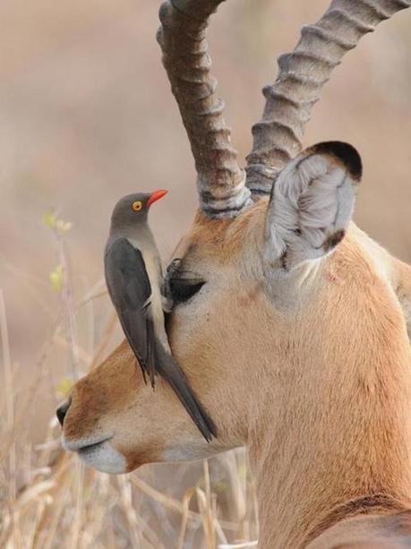 Divers - Quelques  jolies petites familles - 2