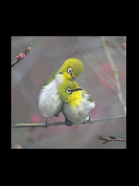 Divers - Quelques  jolies petites familles - 2