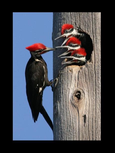 Divers - Quelques  jolies petites familles - 2