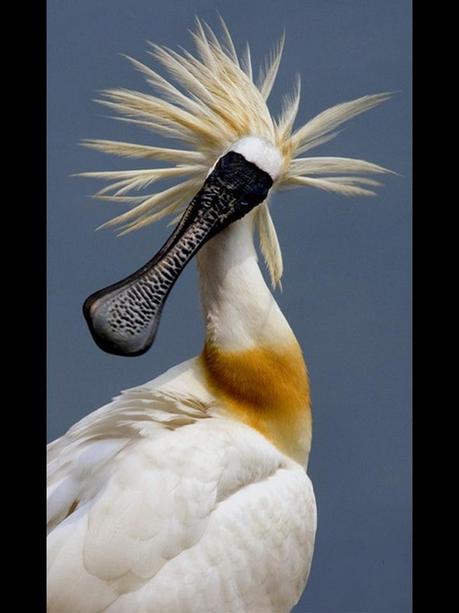 Divers - Quelques  jolies petites familles - 2