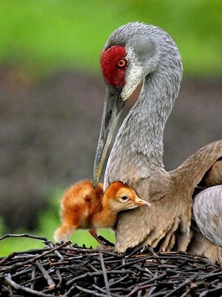 Divers - Quelques  jolies petites familles - 2