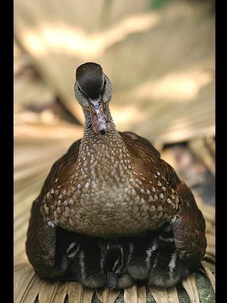 Divers - Quelques  jolies petites familles - 2