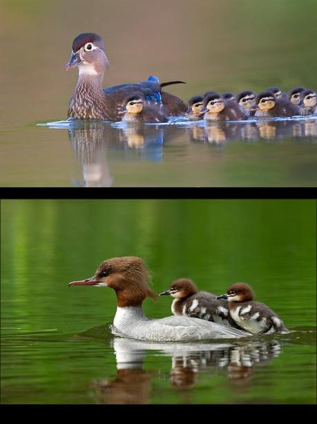 Divers - Quelques  jolies petites familles - 2