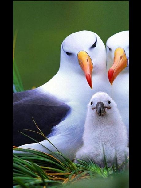 Divers - Quelques  jolies petites familles - 2